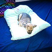 Rat is registered to the contest to win money with this photo: puppy, dog, pet, pillow, bed, blanket, blue_sheet, sleeping, resting, collar, indoor, cozy, small_dog, cushion, bedding, fur, bedroom, colorful_pillow, multicolor_stripes, naptime