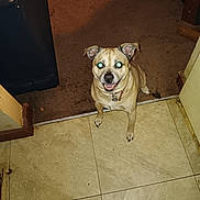 Little Bear joined the competition — help win amazing prizes! carpet, collar, dog, doorway, ears, flash, furniture, green_eye_reflex, happy, home_interior, id_tag, indoor, looking_up, paws, pet, sitting, small_dog, smile, threshold, tile_floor