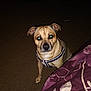 dog, pet, indoor, carpet, harness, flash, glowing_eyes, bedroom, bedspread, blanket, paw, looking_up, small_dog, tan_fur, black_nose, ears, night_photo, close_up, muzzle, portrait