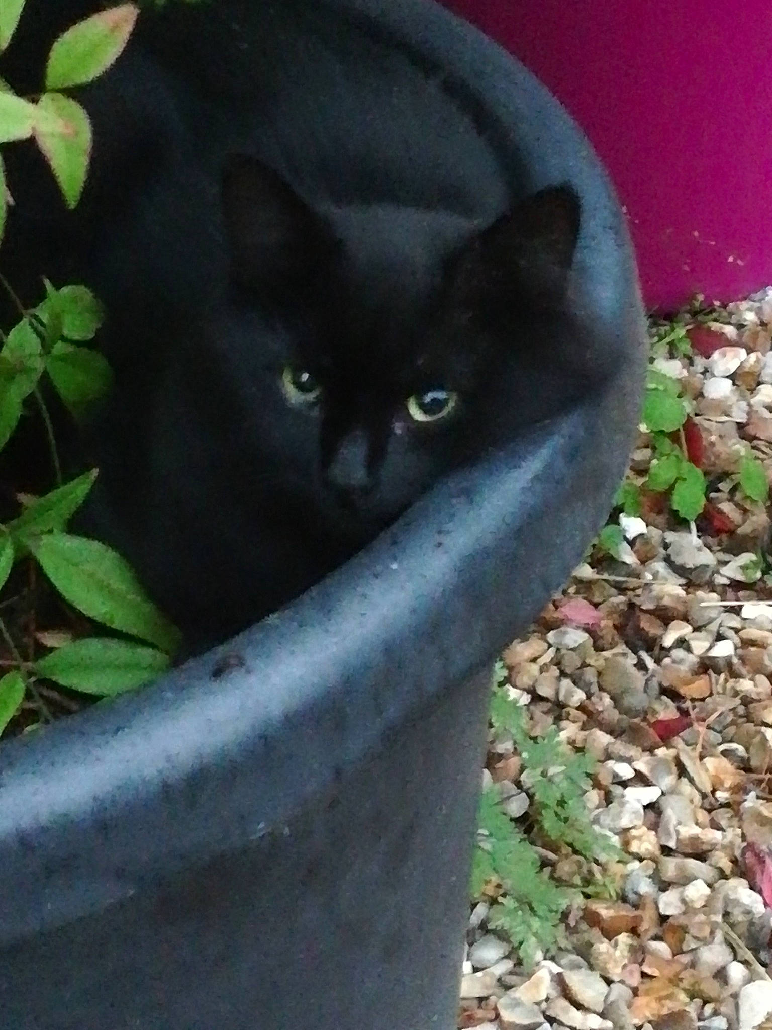 Lulu participe au concours pour gagner de l'argent avec cette photo : annual_plant, black_cat, carnivore, cat, domestic_short_haired_cat, felidae, flowerpot, fur, grass, groundcover, herb, pet_supply, plant, shrub, small_to_medium_sized_cats, snout, tail, terrestrial_animal, tree, whiskers