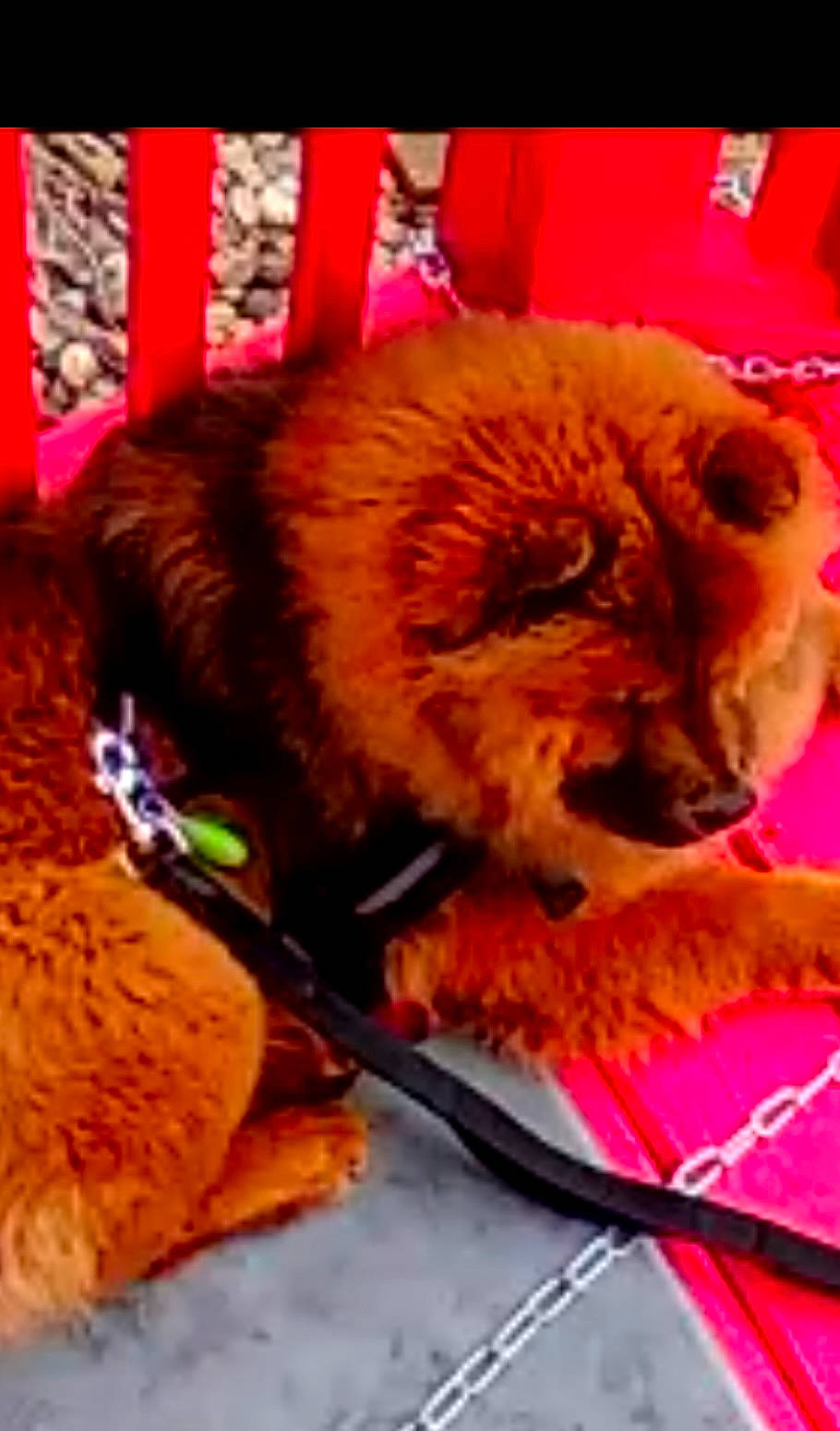 Chyna is registered to the contest to win money with this photo: canidae, carnivore, chow_chow, companion_dog, dog, dog_breed, fawn, felidae, fur, liver, magenta, natural_material, orange, small_to_medium_sized_cats, snout, terrestrial_animal, textile, toy_dog, whiskers, working_animal