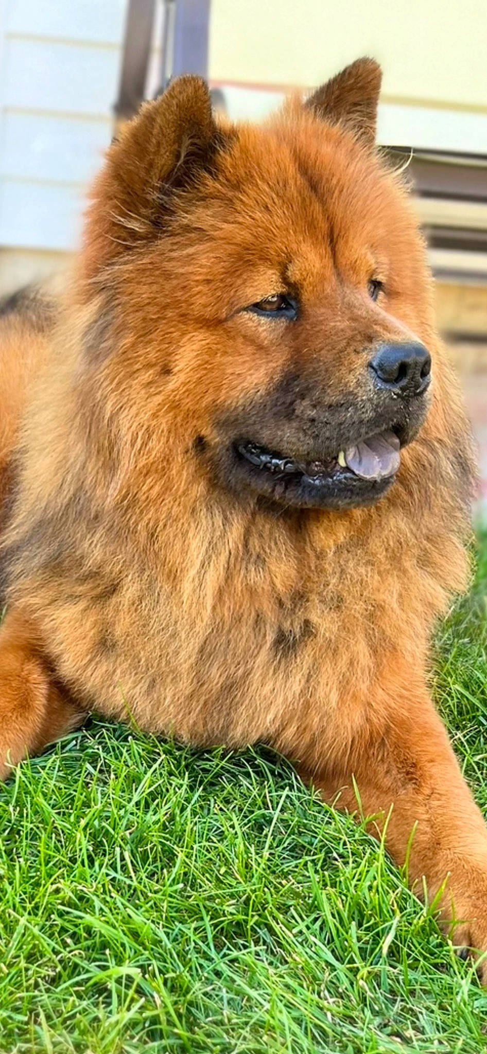 Chyna is registered to the contest to win money with this photo: ancient_dog_breeds, canidae, carnivore, chow_chow, companion_dog, dog, dog_breed, fawn, fur, giant_dog_breed, grass, liver, non_sporting_group, snout, sporting_group, terrestrial_animal, whiskers, wildlife, working_animal, working_dog