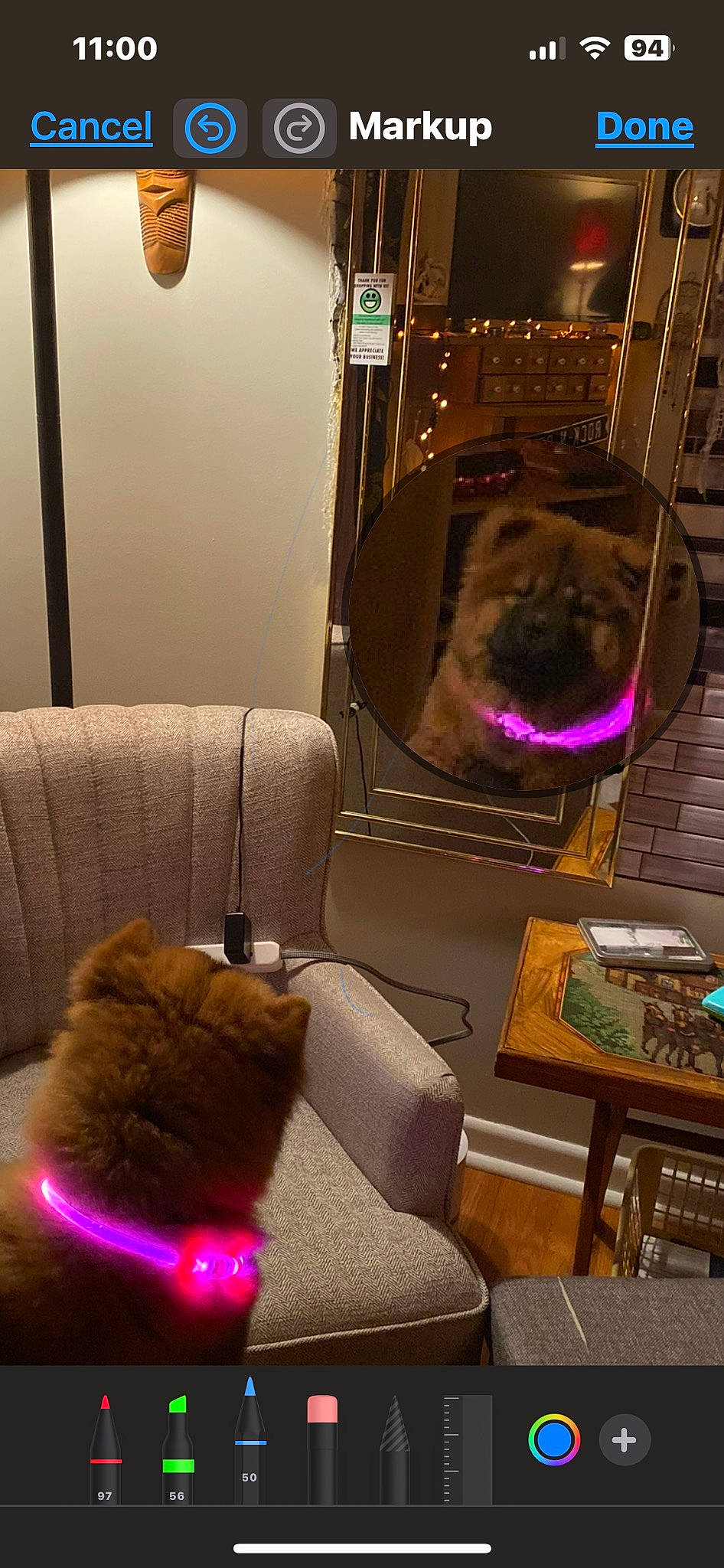 Chyna joined the competition — help win amazing prizes! brown, carnivore, comfort, companion_dog, couch, dog, dog_breed, felidae, flooring, furniture, interior_design, lamp, living_room, magenta, purple, room, small_to_medium_sized_cats, sporting_group, studio_couch, vertebrate