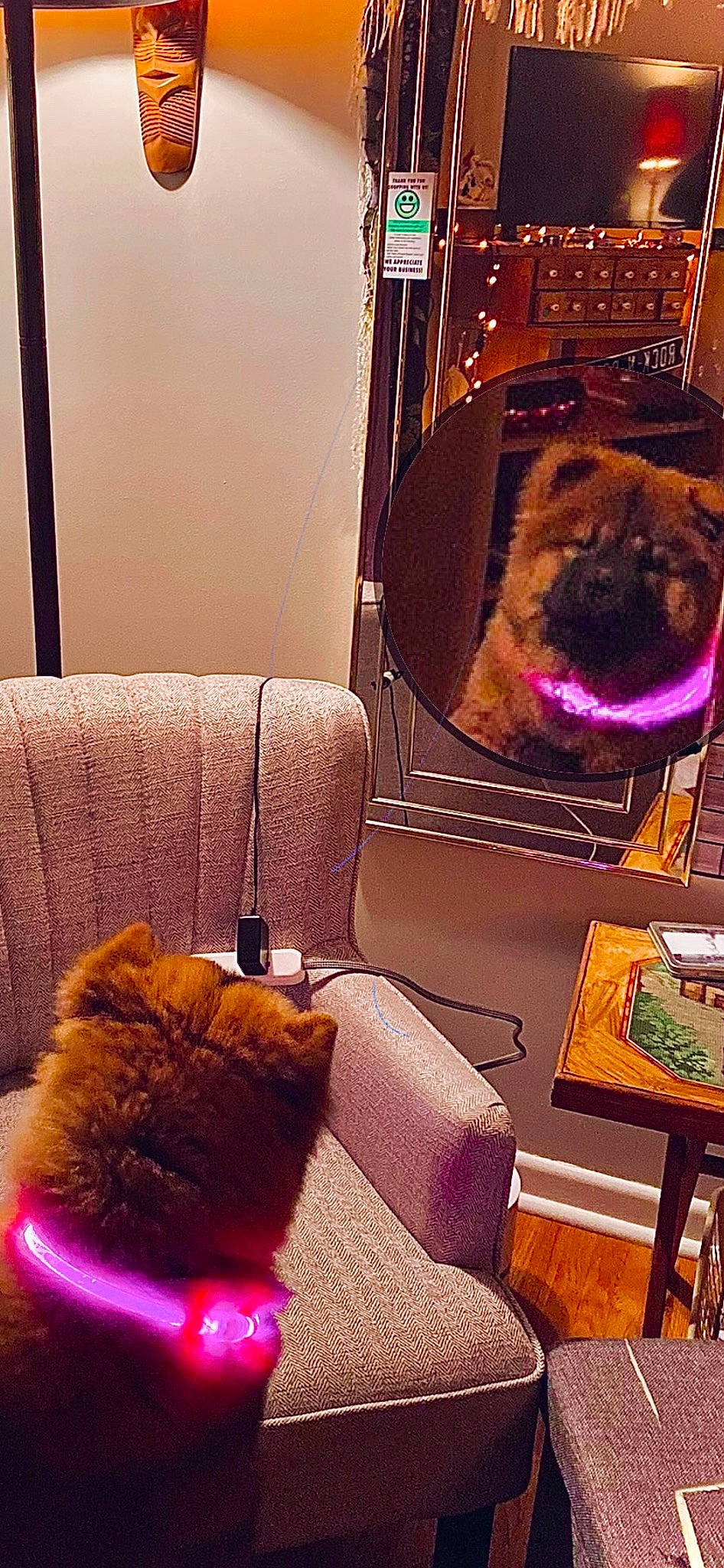 Chyna is registered to the contest to win money with this photo: carnivore, chair, comfort, companion_dog, couch, dog, dog_breed, fawn, felidae, interior_design, lamp, living_room, magenta, mammal, purple, room, small_to_medium_sized_cats, sporting_group, tints_and_shades, toy