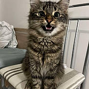 Uno participe au concours pour gagner de l'argent avec cette photo : abyssinian, animal, bodypart, cat, chair, couch, cushion, face, furniture, head, homedecor, kitten, manx, mouth, person, pet, photography, portrait, table, teeth