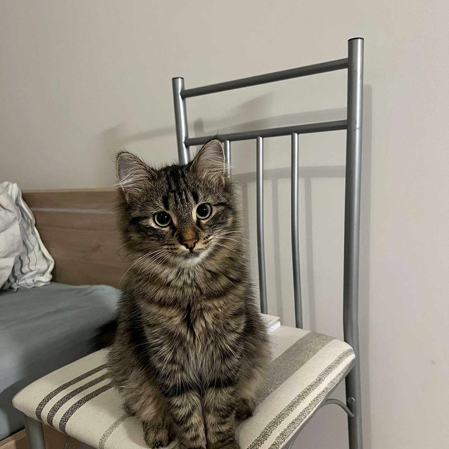 Uno a rejoint le concours — aidez-le/la à gagner de superbes lots ! abyssinian, angora, animal, armchair, cat, chair, chaise, cushion, document, furniture, hardwood, homedecor, kitten, manx, person, pet, pillow, sitting, stainedwood, wood