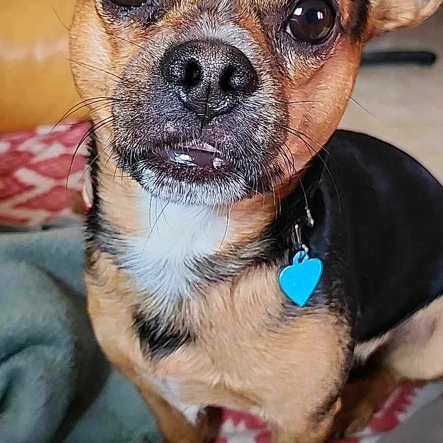 Sky participe au concours pour gagner de l'argent avec cette photo : animal, canine, chihuahua, cockerspaniel, dog, hound, papillon, pet, puppy, snout
