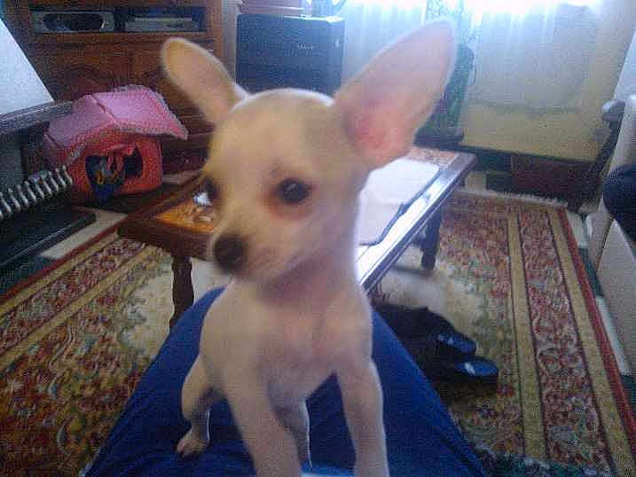 Mickey