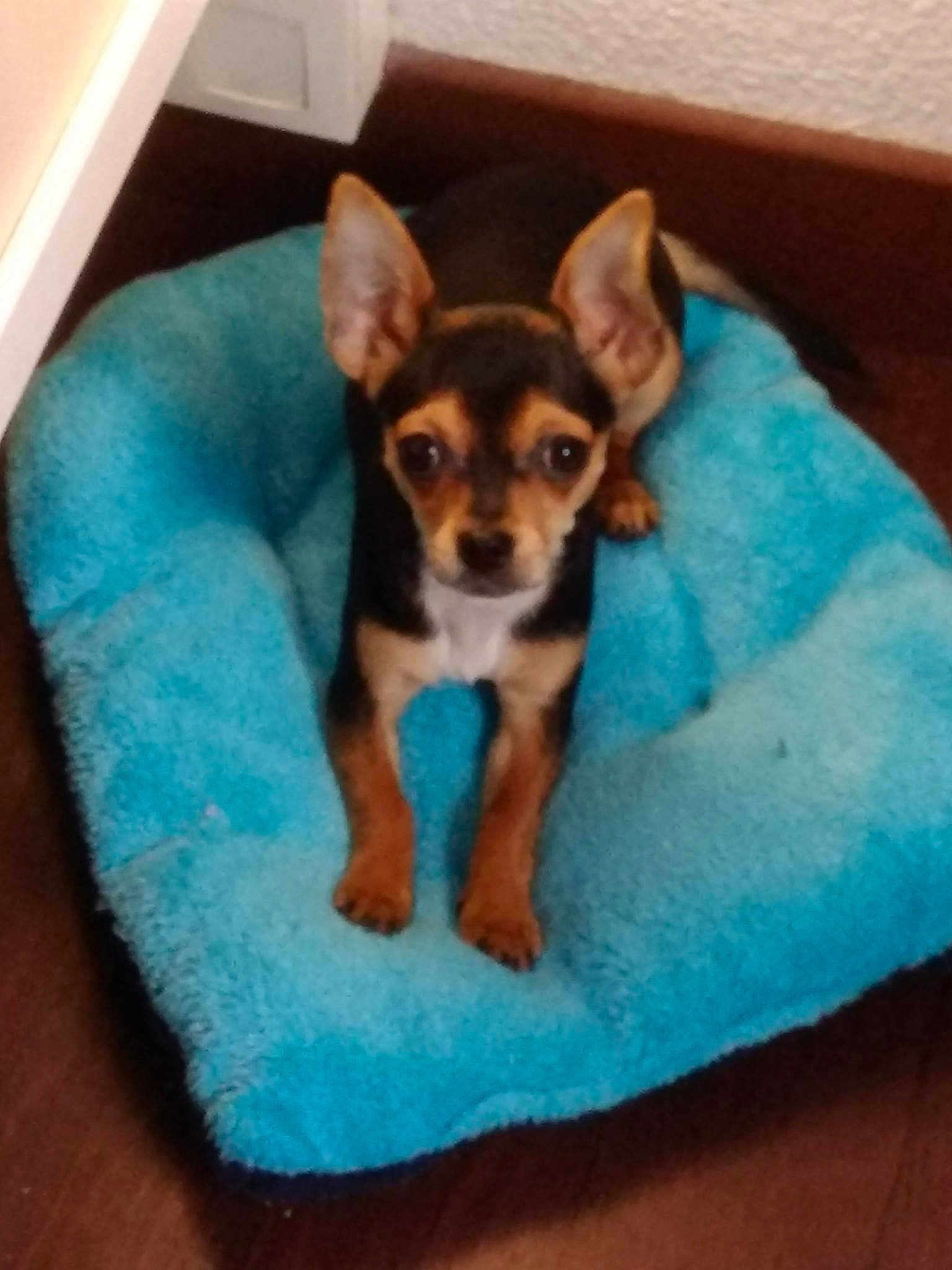 Lola