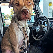 Duke joined the competition — help win amazing prizes! dog, pet, jeep, car_interior, steering_wheel, leash, collar, seat, window, gas_station, vehicle, brown_dog, sitting, chain_collar, name_tag, daylight, dashboard, side_mirror, resting, animal