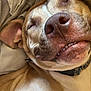 dog, sleeping, close_up, face, nose, teeth, ear, fur, blanket, pillow, comfortable, resting, pet, canine, domestic_animal, cozy, relaxed, indoor, muzzle, collar