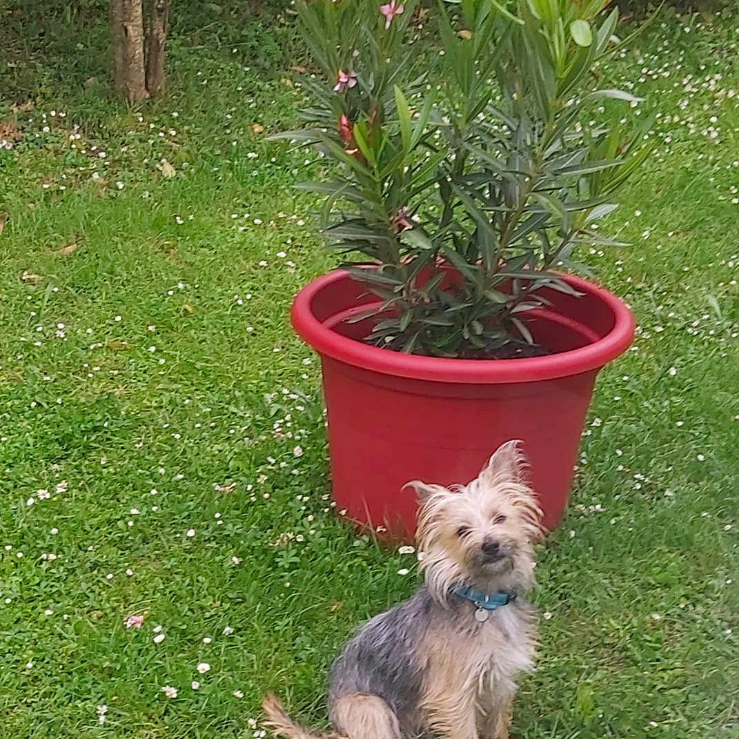 Hubbysse participe au concours pour gagner de l'argent avec cette photo : canine, collar, cute, daylight, dog, flower_pot, flowers, fur, garden, grass, greenery, nature, outdoor, pet, plant, shrub, sitting, small_dog, tree, yard