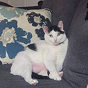 Mia joined the competition — help win amazing prizes! animal, black_spots, cat, collar, couch, domestic_cat, feline, floral_pillow, fur, gray_couch, green_eyes, household, indoor, pet, pillow, pink_nose, relaxed, resting, sitting, white_cat