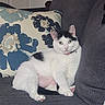 animal, black_spots, cat, collar, couch, domestic_cat, feline, floral_pillow, fur, gray_couch, green_eyes, household, indoor, pet, pillow, pink_nose, relaxed, resting, sitting, white_cat