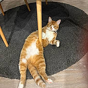 Patoune a rejoint le concours — aidez-le/la à gagner de superbes lots ! cat, ginger_cat, white_fur, lying_down, floor, table, table_leg, rug, indoor, pet, feline, relaxed, funny_pose, domestic_animal, wooden_floor, collar, four_legs, whiskers, ears, tail