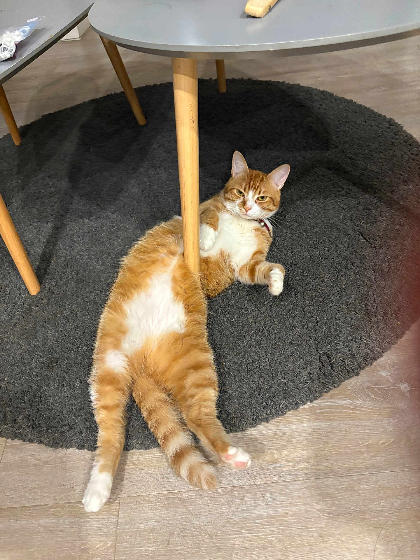 Patoune a rejoint le concours — aidez-le/la à gagner de superbes lots ! cat, ginger_cat, white_fur, lying_down, floor, table, table_leg, rug, indoor, pet, feline, relaxed, funny_pose, domestic_animal, wooden_floor, collar, four_legs, whiskers, ears, tail