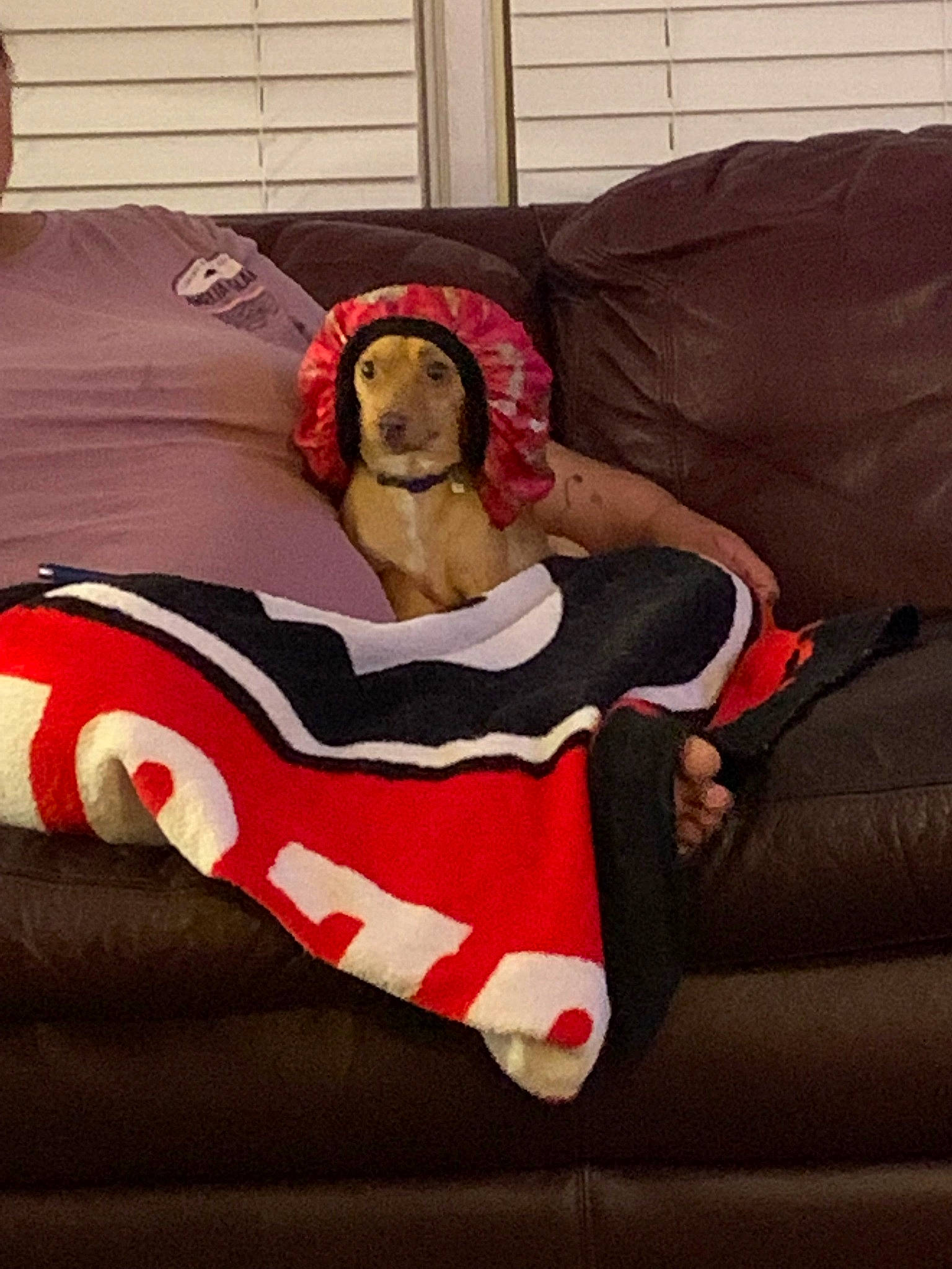 Bruiser is registered to the contest to win money with this photo: bed, bedding, carmine, carnivore, comfort, companion_dog, couch, dog, dog_bed, dog_breed, dog_supply, flooring, fur, linens, living_room, pattern, pillow, studio_couch, textile, throw_pillow