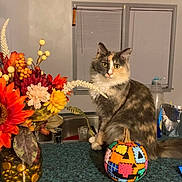 Butterscotch joined the competition — help win amazing prizes! cat, calico_cat, pumpkin, patchwork, flowers, bouquet, kitchen_counter, window, blinds, indoor, decor, fall, autumn, colorful, pet, feline, sitting, houseplant, vase, cozy