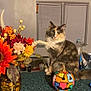 cat, calico_cat, pumpkin, patchwork, flowers, bouquet, kitchen_counter, window, blinds, indoor, decor, fall, autumn, colorful, pet, feline, sitting, houseplant, vase, cozy