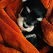 Zara is registered to the contest to win money with this photo: puppy, dog, blanket, orange, cute, fur, pet, animal, cozy, soft, young, face, black, white, sleepy, comfort, portrait, indoor, closeup, warm