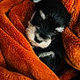 puppy, dog, blanket, orange, cute, fur, pet, animal, cozy, soft, young, face, black, white, sleepy, comfort, portrait, indoor, closeup, warm