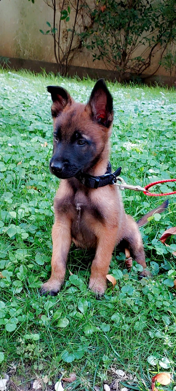 Stella participe au concours pour gagner de l'argent avec cette photo : canidae, carnivore, collar, companion_dog, dog, dog_breed, dog_collar, dog_supply, fawn, grass, green, groundcover, herding_dog, non_sporting_group, plant, snout, sporting_group, terrestrial_animal, working_animal, working_dog