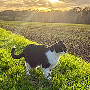 Joa participe au concours pour gagner de l'argent avec cette photo : cat, black_and_white, grass, field, sunset, sunlight, outdoor, animal, pet, nature, greenery, tail, fur, whiskers, sky, clouds, landscape, morning, alert, serene