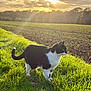 cat, black_and_white, grass, field, sunset, sunlight, outdoor, animal, pet, nature, greenery, tail, fur, whiskers, sky, clouds, landscape, morning, alert, serene
