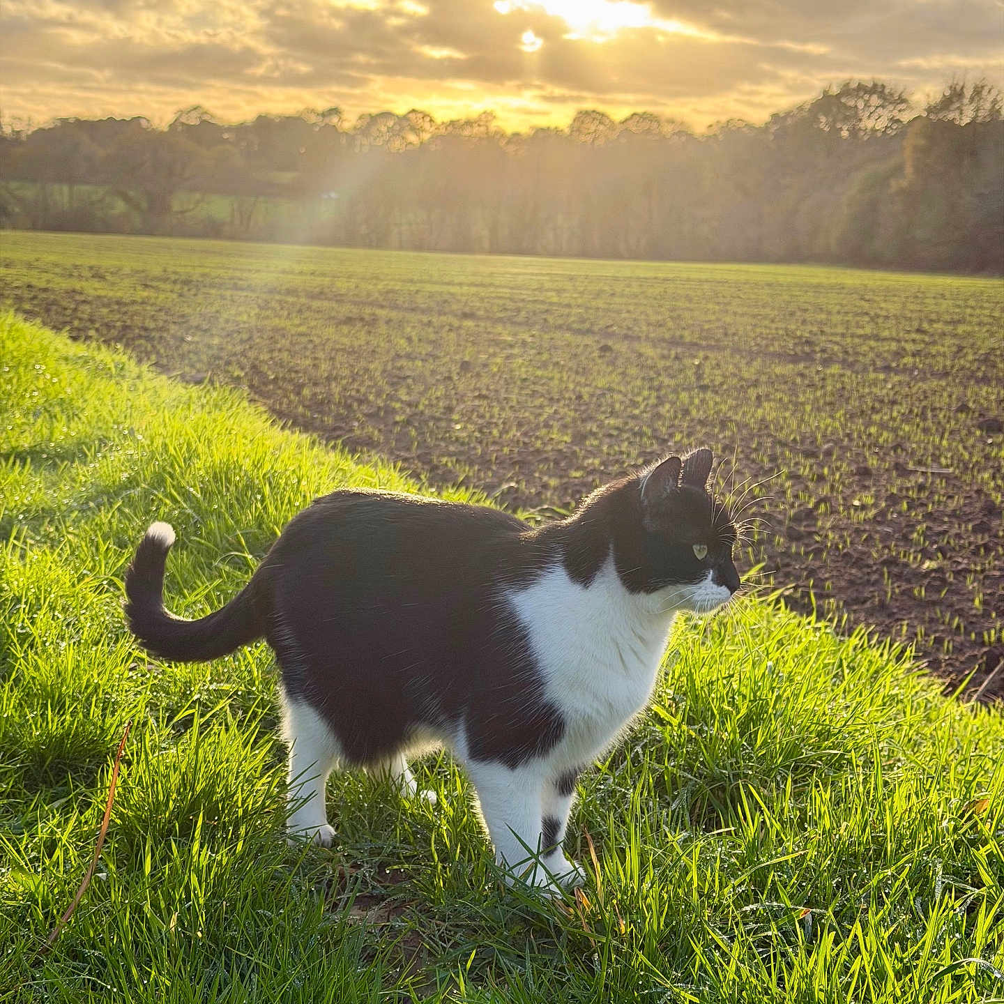 Joa participe au concours pour gagner de l'argent avec cette photo : alert, animal, black_and_white, cat, clouds, field, fur, grass, greenery, landscape, morning, nature, outdoor, pet, serene, sky, sunlight, sunset, tail, whiskers