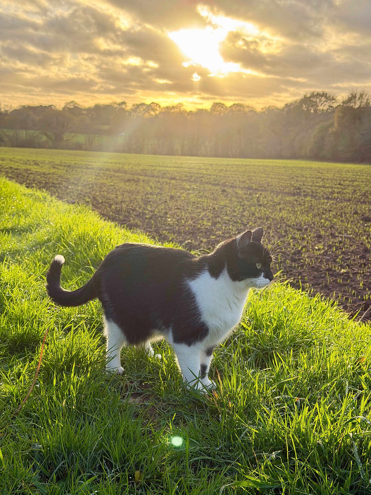 Joa participe au concours pour gagner de l'argent avec cette photo : cat, black_and_white, grass, field, sunset, sunlight, outdoor, animal, pet, nature, greenery, tail, fur, whiskers, sky, clouds, landscape, morning, alert, serene