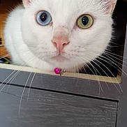 Alaska a rejoint le concours — aidez-le/la à gagner de superbes lots ! animal, blue_eye, cat, close_up, collar, curious, cute, domestic_cat, drawer, ears, face, feline, green_eye, heterochromia, indoor, pet, pink_bell, whiskers, white_cat, wooden_furniture