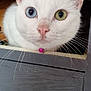 animal, blue_eye, cat, close_up, collar, curious, cute, domestic_cat, drawer, ears, face, feline, green_eye, heterochromia, indoor, pet, pink_bell, whiskers, white_cat, wooden_furniture