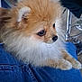 Api participe au concours pour gagner de l'argent avec cette photo : animal, brown, clothing, cute, denim, dog, eyes, face, fluffy, fur, indoor, lap, looking, paws, pet, pomeranian, puppy, sitting, small, white