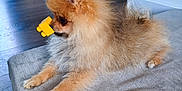 Api participe au concours pour gagner de l'argent avec cette photo : animal, brown, curious, cushion, dog, domestic, floor, fluffy, fur, home, household, indoor, muzzle, pet, pomeranian, relaxed, side_view, small_dog, toy, wooden_furniture