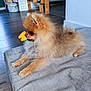 animal, brown, curious, cushion, dog, domestic, floor, fluffy, fur, home, household, indoor, muzzle, pet, pomeranian, relaxed, side_view, small_dog, toy, wooden_furniture