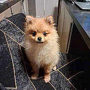 Api participe au concours pour gagner de l'argent avec cette photo : dog, puppy, pomeranian, fluffy, chair, indoor, pet, cute, animal, small_dog, kitchen, furniture, looking_at_camera, sitting, domestic, companion, adorable, portrait, young_dog, household