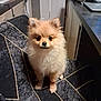 dog, puppy, pomeranian, fluffy, chair, indoor, pet, cute, animal, small_dog, kitchen, furniture, looking_at_camera, sitting, domestic, companion, adorable, portrait, young_dog, household