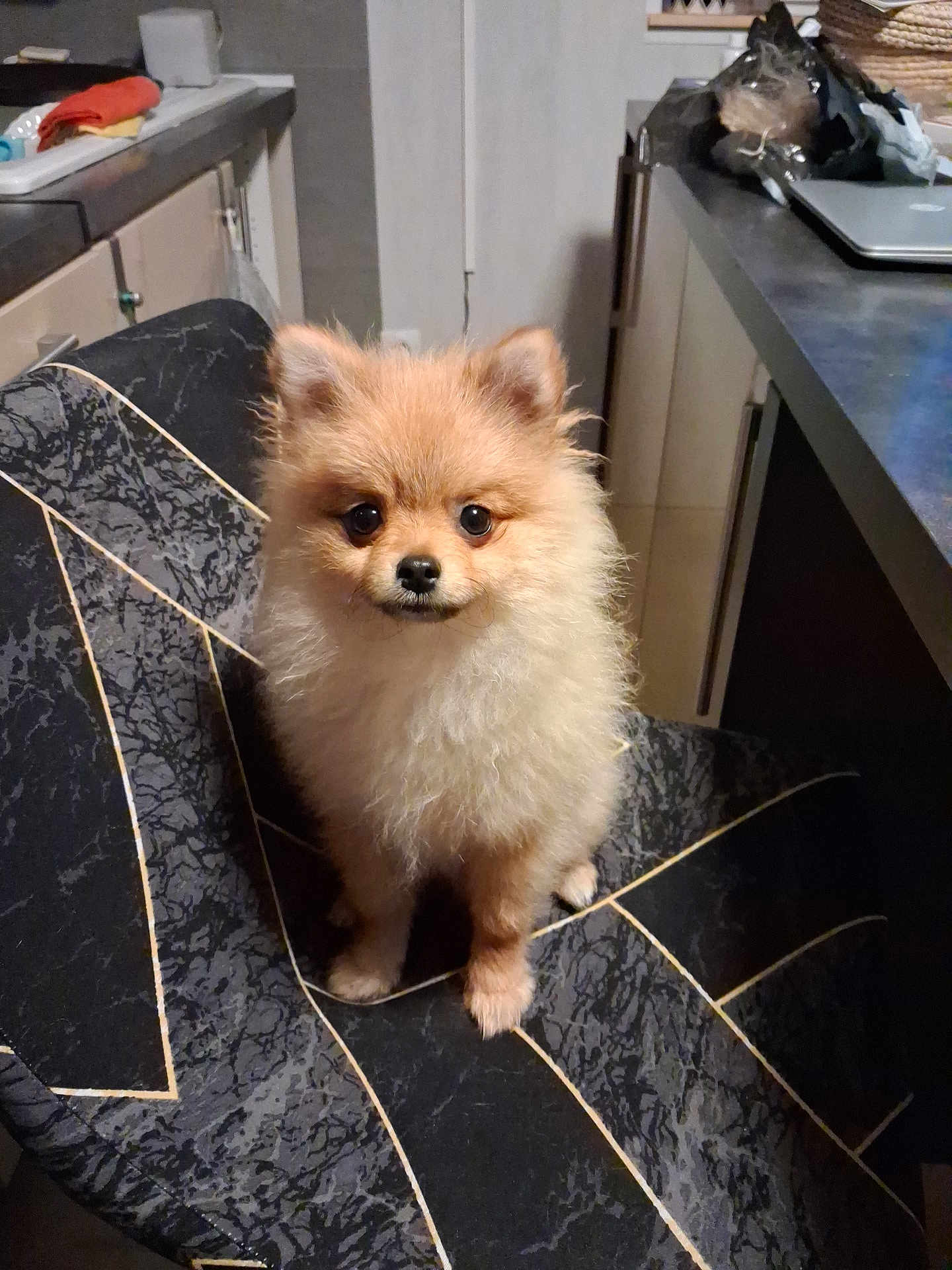 Api participe au concours pour gagner de l'argent avec cette photo : dog, puppy, pomeranian, fluffy, chair, indoor, pet, cute, animal, small_dog, kitchen, furniture, looking_at_camera, sitting, domestic, companion, adorable, portrait, young_dog, household