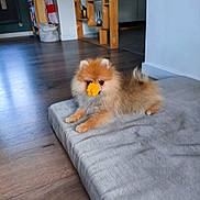 Api participe au concours pour gagner de l'argent avec cette photo : animal, brown, cozy, curious, cushion, cute, dog, domestic, fluffy, fur, indoor, living_room, orange, pet, pomeranian, resting, shelf, small_dog, white, wooden_floor