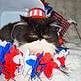 Mia joined the competition — help win amazing prizes! cat, black_and_white, pet, fluffy, hat, lei, red, white, blue, flowers, decoration, celebration, patriotic, flag, indoor, blanket, fur, animal, cute, resting