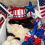 Mia is registered to the contest to win money with this photo: cat, black_and_white, fluffy, hat, patriotic, red, white, blue, stars, stripes, basket, decorations, holiday, celebration, cute, pet, animal, indoor, close_up, relaxed