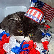 Mia joined the competition — help win amazing prizes! cat, black_and_white, pet, hat, flowers, red, white, blue, celebration, holiday, patriotic, decorations, unclesam_hat, feline, closeup, cute, indoor, animal, reluctant, fluffy
