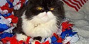Mia is registered to the contest to win money with this photo: cat, black_and_white, fluffy, yellow_eyes, flower_garland, red, white, blue, american_flag, container, blanket, indoor, pet, cute, animal, fur, close_up, holiday, decoration, resting