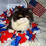 cat, black_and_white, fluffy, yellow_eyes, flower_garland, red, white, blue, american_flag, container, blanket, indoor, pet, cute, animal, fur, close_up, holiday, decoration, resting