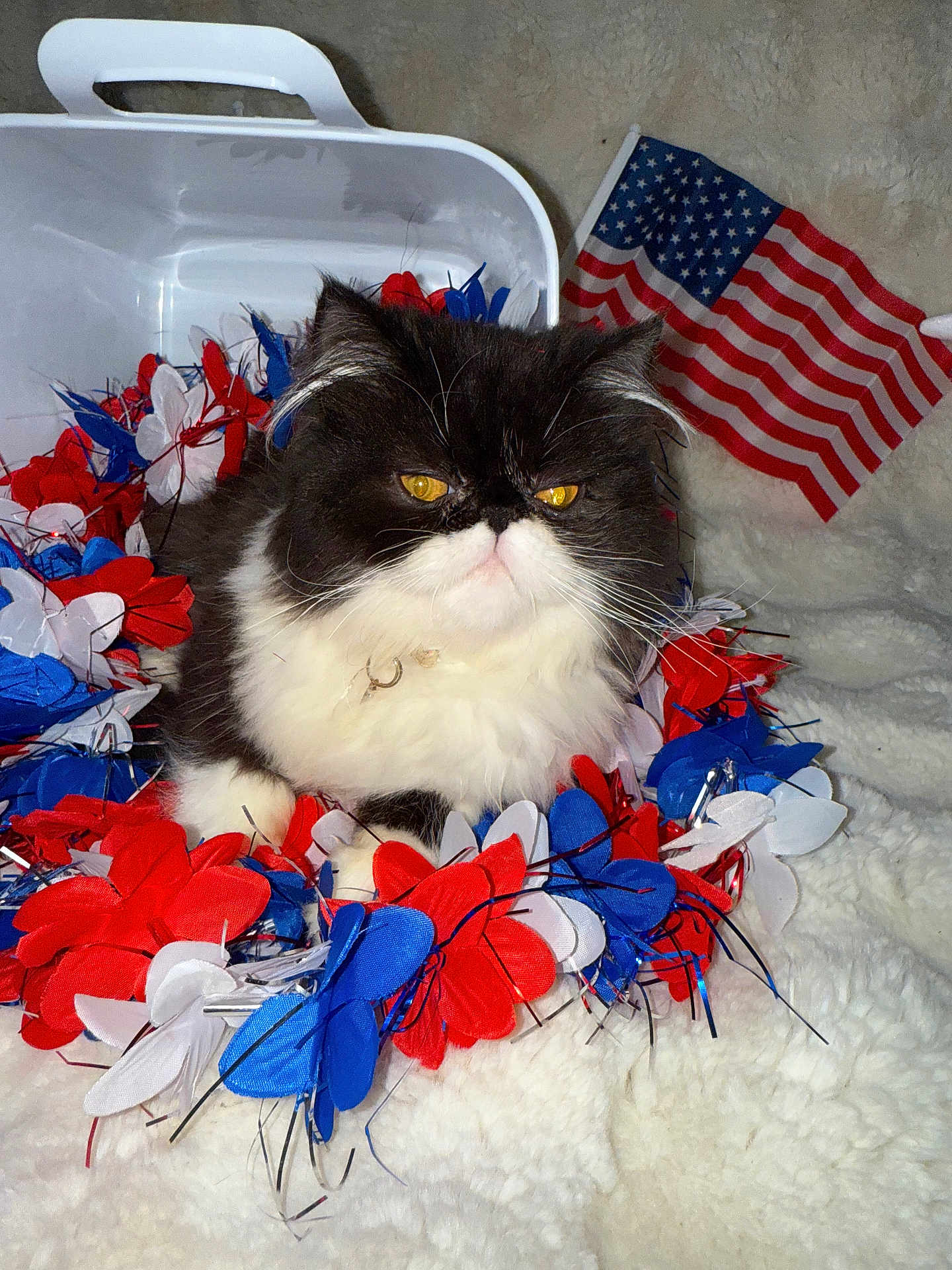 Mia is registered to the contest to win money with this photo: cat, black_and_white, fluffy, yellow_eyes, flower_garland, red, white, blue, american_flag, container, blanket, indoor, pet, cute, animal, fur, close_up, holiday, decoration, resting