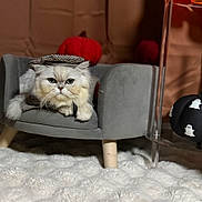Tommy is registered to the contest to win money with this photo: cat, pet, animal, white_cat, costume, hat, small_couch, velvet, plush, pumpkin, autumn, decor, rug, feline, indoor, cozy, portrait, cute, fluffy, relaxed