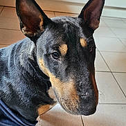 Sygin participe au concours pour gagner de l'argent avec cette photo : dog, canine, pet, indoors, tile_floor, black_coat, tan_markings, ears, close_up, animal, fur, muzzle, sitting, domestic_animal, companion, portrait, looking_away, short_hair, floor, clothing