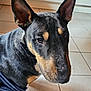dog, canine, pet, indoors, tile_floor, black_coat, tan_markings, ears, close_up, animal, fur, muzzle, sitting, domestic_animal, companion, portrait, looking_away, short_hair, floor, clothing