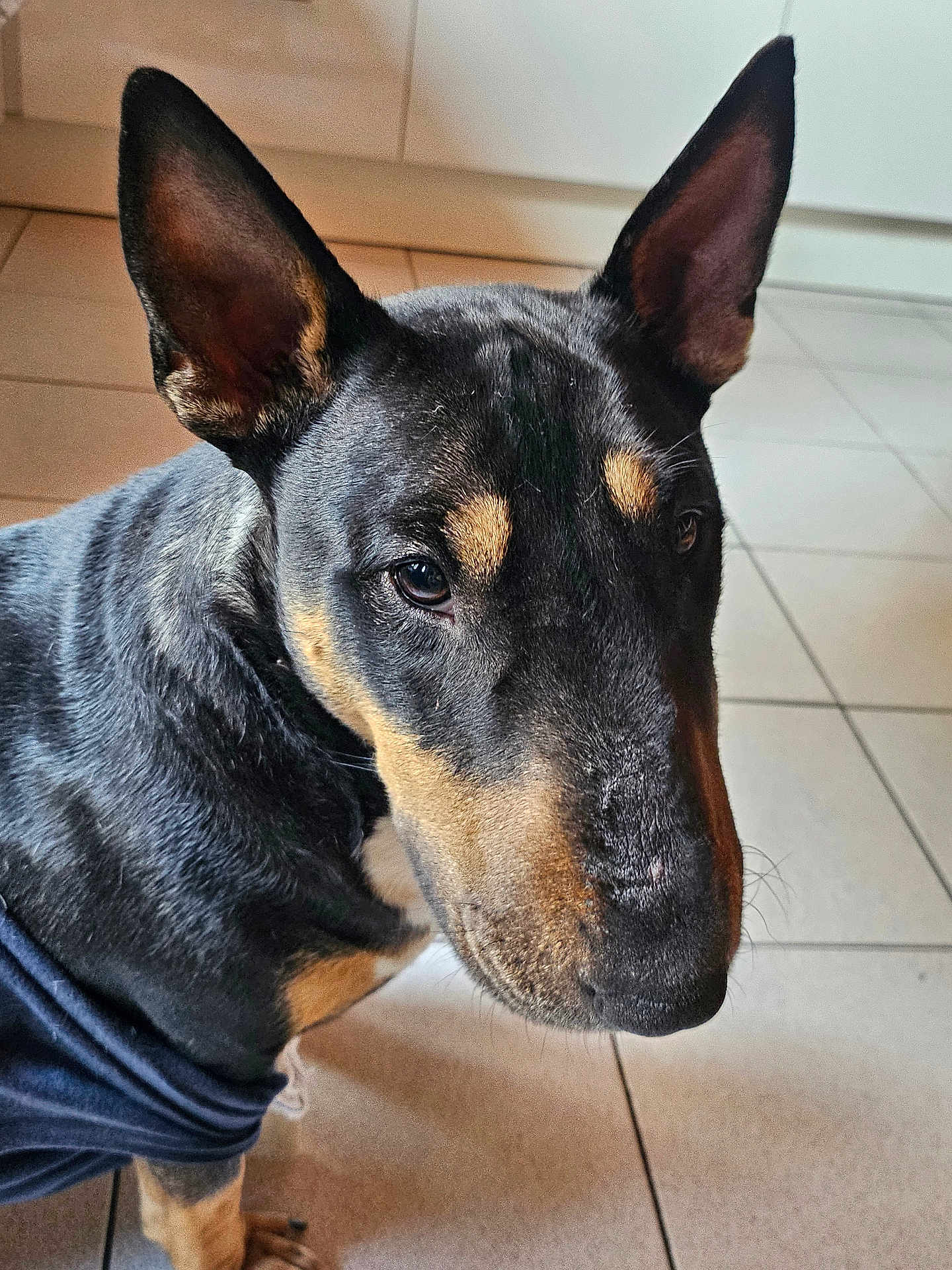 Sygin participe au concours pour gagner de l'argent avec cette photo : dog, canine, pet, indoors, tile_floor, black_coat, tan_markings, ears, close_up, animal, fur, muzzle, sitting, domestic_animal, companion, portrait, looking_away, short_hair, floor, clothing