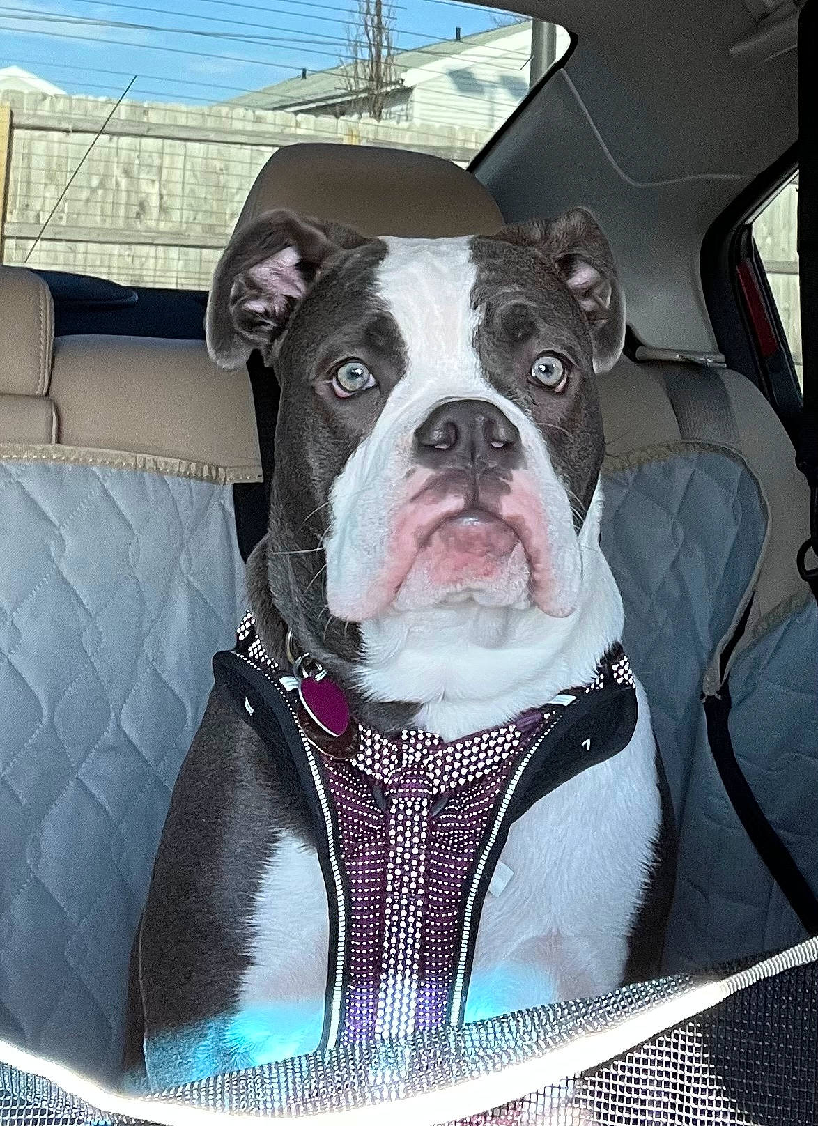 Calla is registered to the contest to win money with this photo: canidae, carnivore, collar, comfort, companion_dog, couch, dog, dog_breed, dog_collar, fawn, fur, molosser, non_sporting_group, pet_supply, sky, snout, sporting_group, toy_dog, whiskers, working_animal